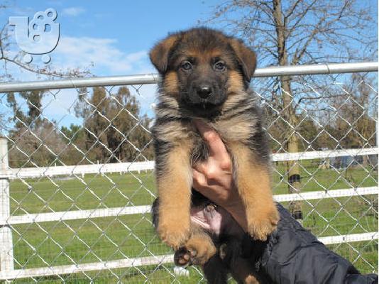 PoulaTo: German shepherd